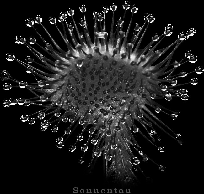 Sonnentau